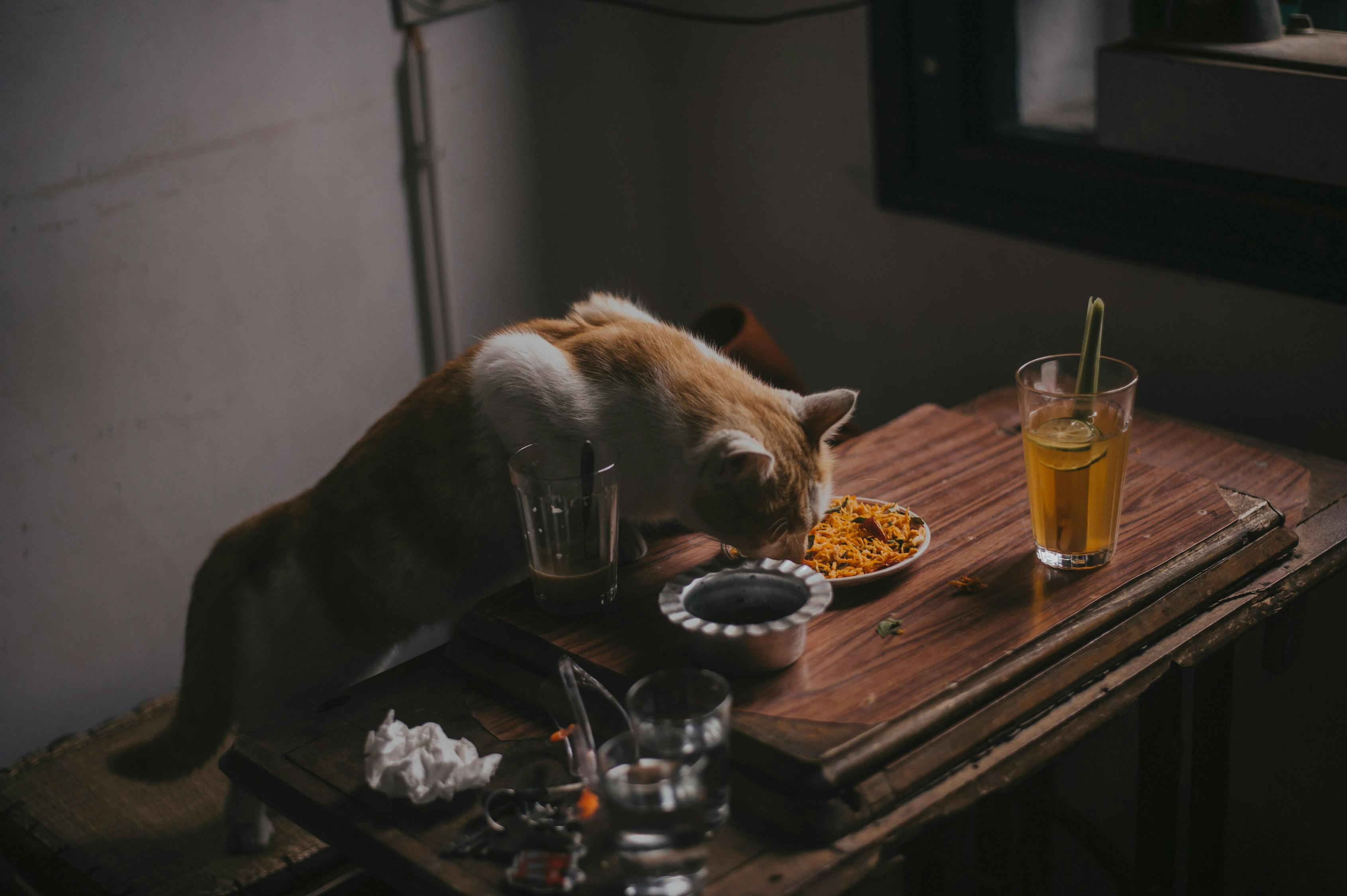 宠物美食盛宴，沉浸式体验的新兴趋势